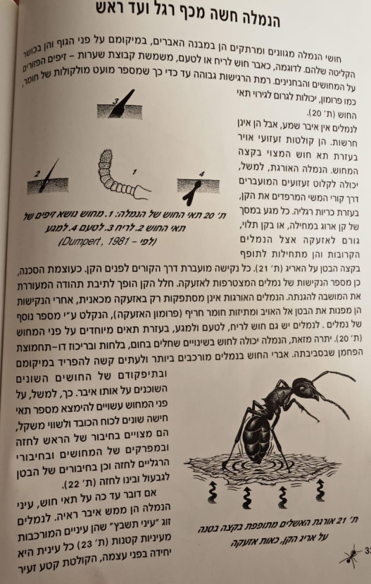 עמוד 32 מהספר של יעקב עופר "נלך אל נמלה" מתאר את התיפוף וההרעדה של הקן של אורגות האשלים