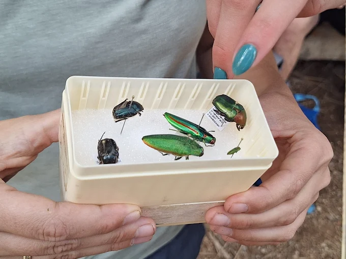 חיפושיות וצבעים פיזיקליים