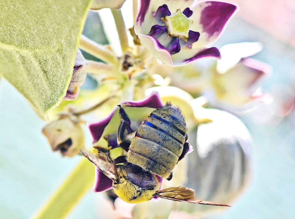דבורת עץ על תפוח סדום