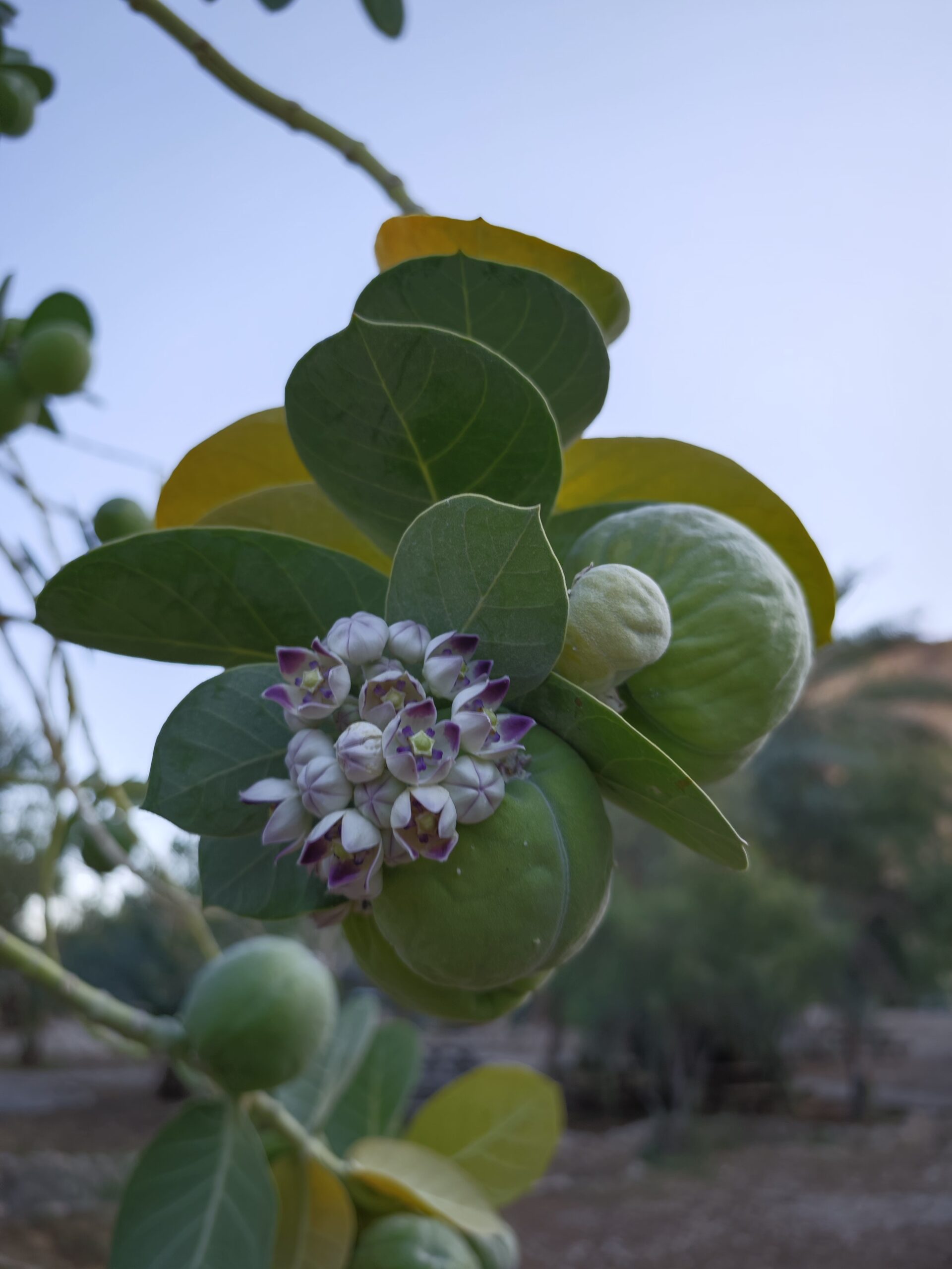 פרי פרח ועלה של תפוח סדום
