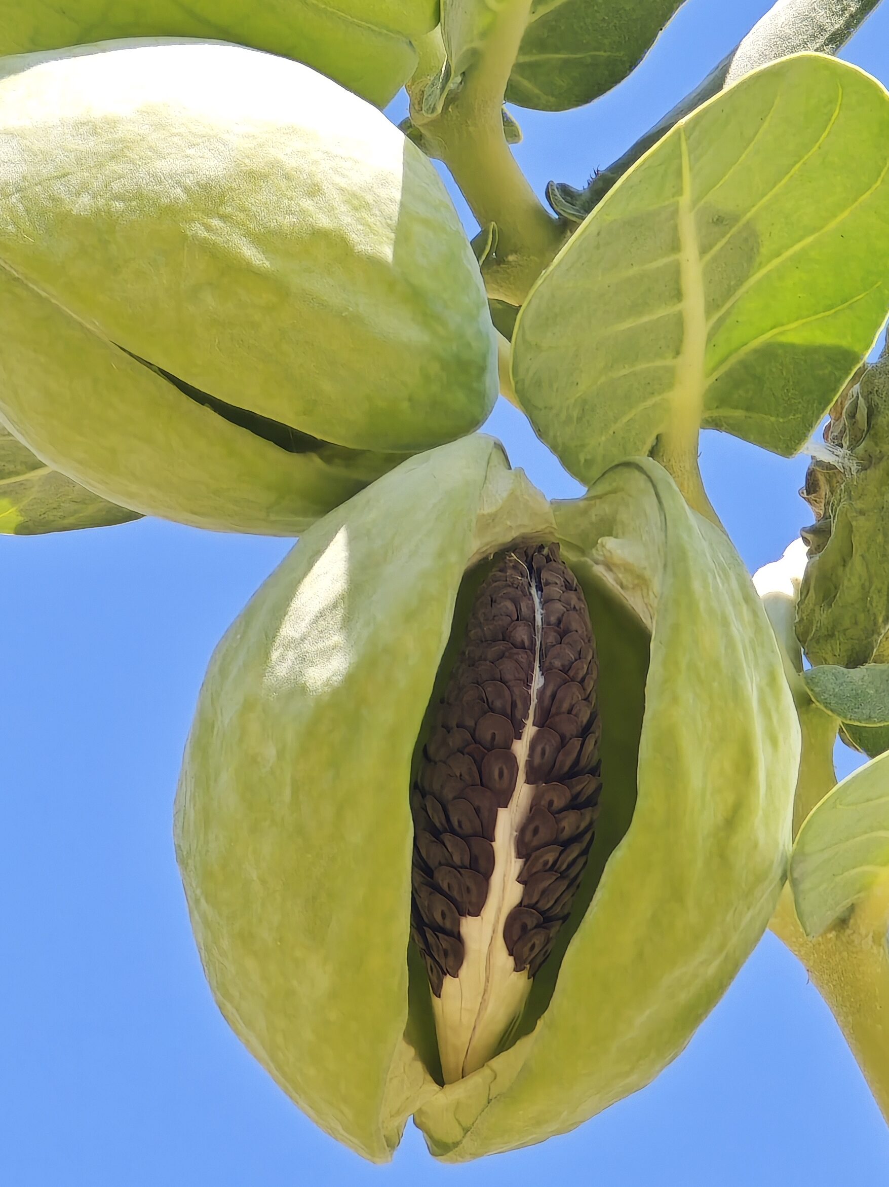 פרי התפוח סדום פתוח עם הזרעים מסודרים בפנים